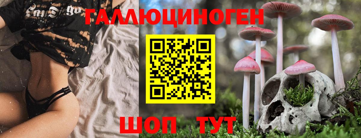 Псилоцибиновые грибы Psilocybe Кисловодск