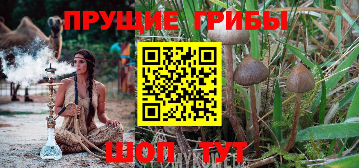 Галлюциногенные грибы Psilocybe  Кисловодск  купить закладку  Галлюциногенные грибы GOLDEN TEACHER 